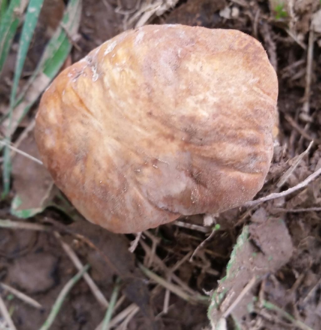 Bolutus edulis?